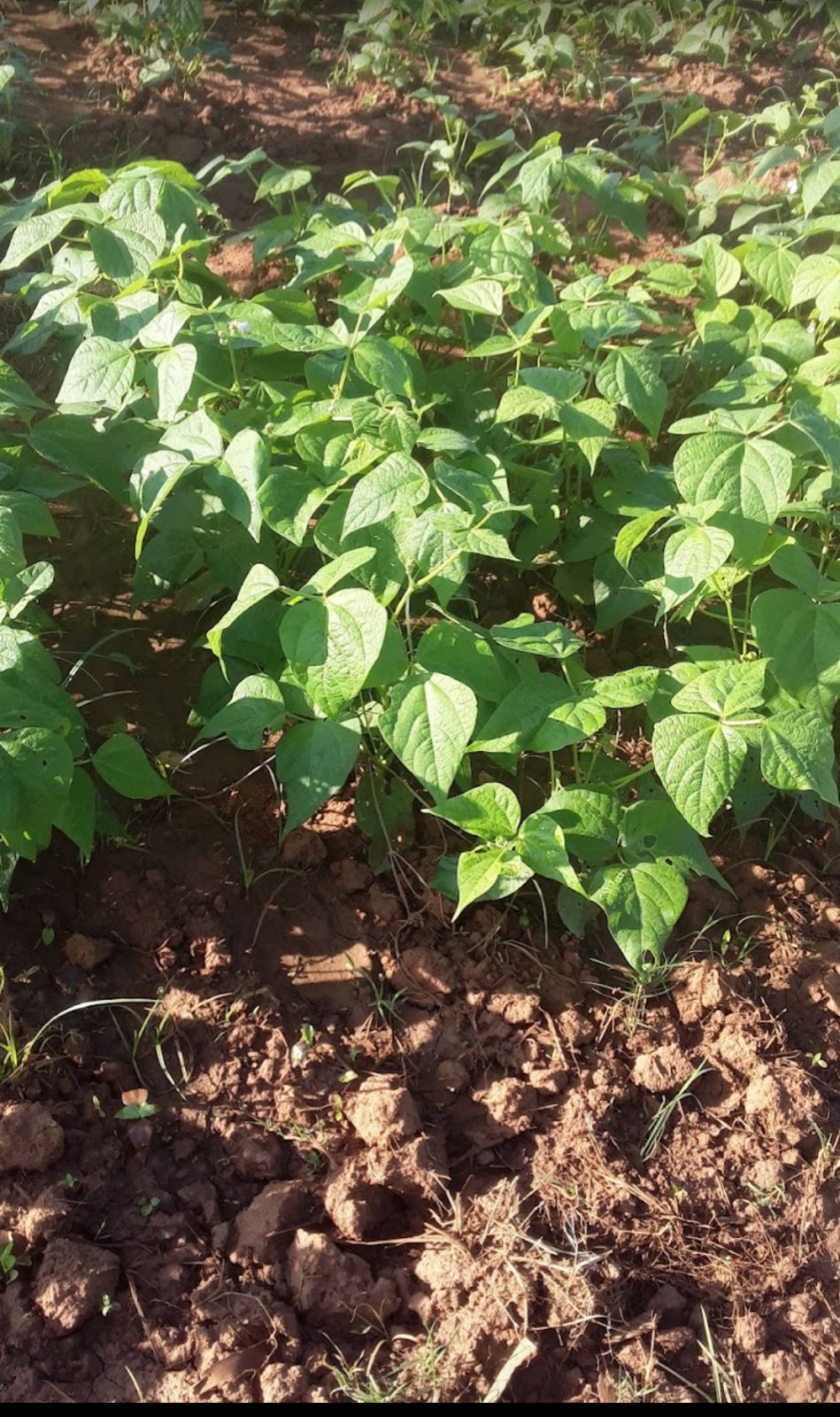 Farm Land for Sale – Near Shivaganga Hills (Between Nelamangala & Dabaspet)